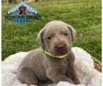 Small Photo #5 Labrador Retriever Puppy For Sale in BATESVILLE, AR, USA