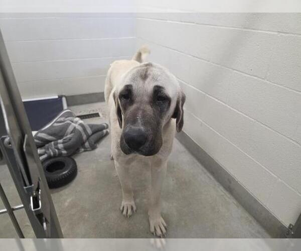 Medium Photo #1 Anatolian Shepherd Puppy For Sale in Jackson, CA, USA