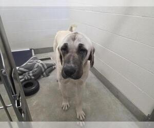 Anatolian Shepherd Dogs for adoption in Jackson, CA, USA