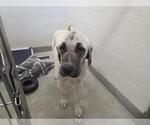 Small Anatolian Shepherd