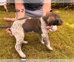 German Shorthaired Pointer Puppy for sale in VALLEY CENTER, CA, USA