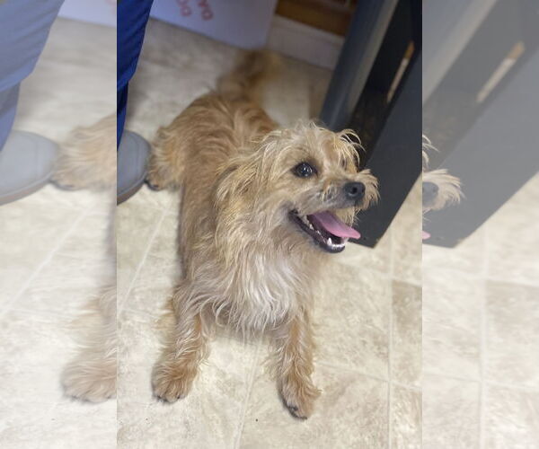 Medium Photo #2 Cairn Terrier-Unknown Mix Puppy For Sale in Raleigh, NC, USA