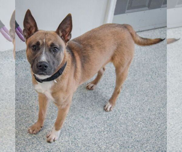 Medium Photo #4 American Staffordshire Terrier-Unknown Mix Puppy For Sale in Huntley, IL, USA