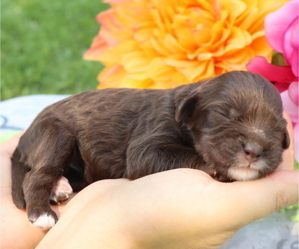 Medium Photo #6 Cavapoo Puppy For Sale in THORP, WI, USA