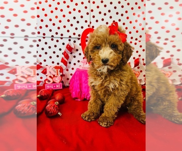 Medium Photo #1 Poodle (Toy) Puppy For Sale in INDIANAPOLIS, IN, USA