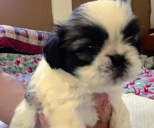 Shih Tzu Puppy for sale in CLIFTON, TX, USA