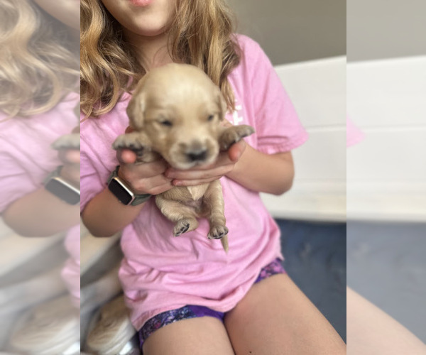 Medium Photo #25 Golden Retriever Puppy For Sale in CHARLES TOWN, WV, USA