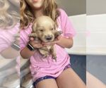 Small Photo #25 Golden Retriever Puppy For Sale in CHARLES TOWN, WV, USA