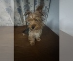 Small #17 Yorkshire Terrier