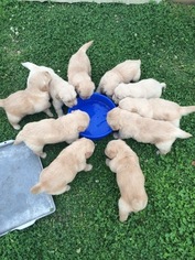 Golden Retriever Puppy for sale in OWASSO, OK, USA