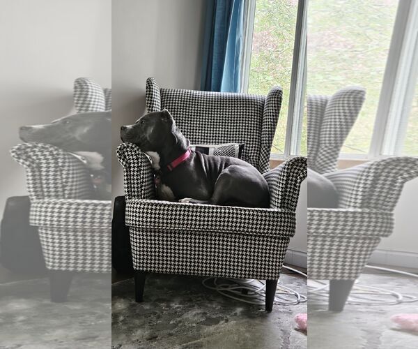 Medium Photo #8 American Pit Bull Terrier-Unknown Mix Puppy For Sale in Princeton, MN, USA