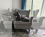 Small #7 American Pit Bull Terrier Mix