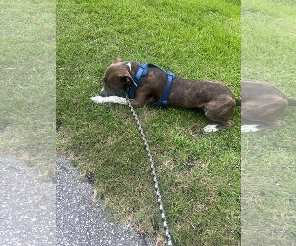 Medium Photo #20 Mountain Cur-Unknown Mix Puppy For Sale in Holly Springs, NC, USA