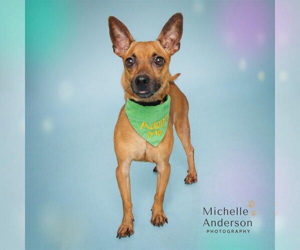 Medium Photo #2 Chihuahua-Unknown Mix Puppy For Sale in Corona, CA, USA