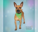 Small #1 Chihuahua Mix