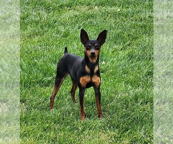 Medium Photo #1 Miniature Pinscher Puppy For Sale in OLATHE, KS, USA