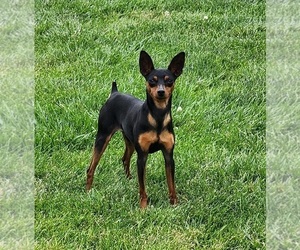 Father of the Miniature Pinscher puppies born on 06/07/2026