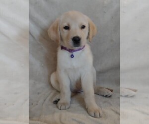 Medium Labrador Retriever