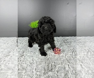 Cockapoo Puppy for sale in GREENWOOD, IN, USA
