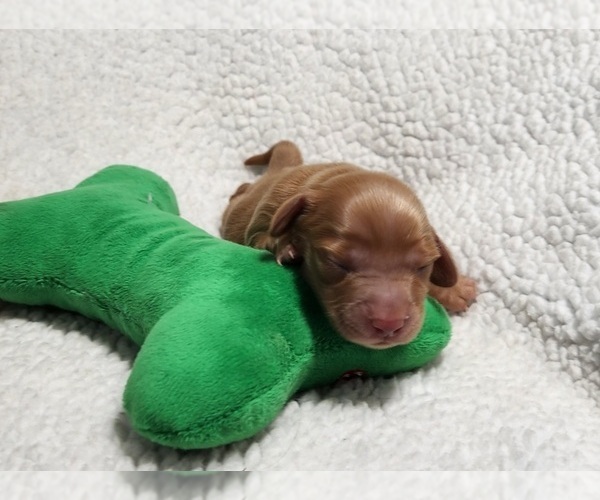 Medium Photo #2 Dachshund Puppy For Sale in AIKEN, SC, USA