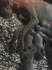 Mother of the Great Dane puppies born on 08/27/2018