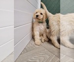 Small Photo #2 Labradoodle Puppy For Sale in AIKEN, SC, USA