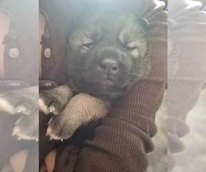 Siberian Husky Puppy for sale in CHARLTON, MA, USA