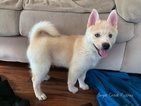 Small Photo #1 Pomsky Puppy For Sale in ARGYLE, IA, USA