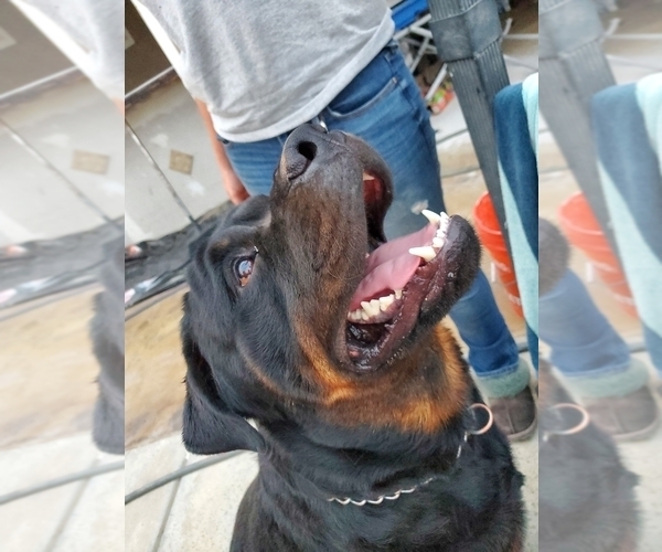 Medium Photo #1 Rottweiler Puppy For Sale in FRESNO, CA, USA