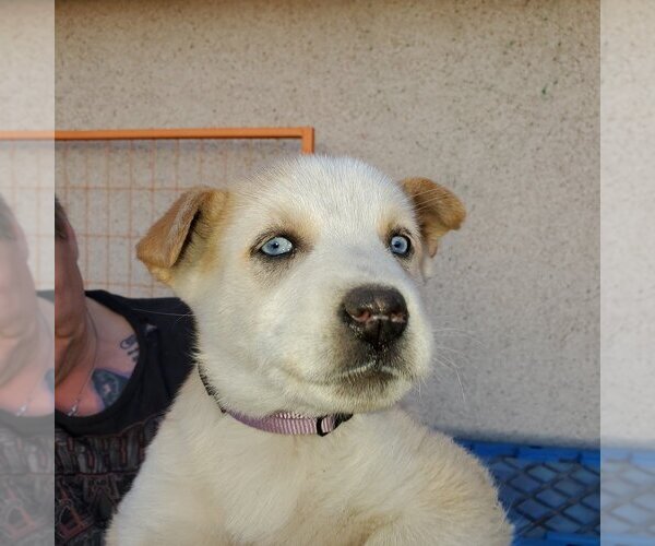 Medium Photo #1 Huskies -Unknown Mix Puppy For Sale in Calgary, Alberta, Canada