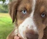 Puppy Lexi Cavalier King Charles Spaniel