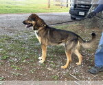 Small #3 Mutt