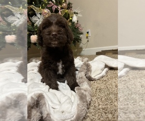 Labradoodle Puppy for sale in WEST SACRAMENTO, CA, USA