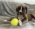 Puppy Aqua Boxer