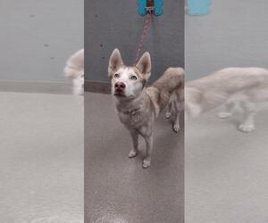 Siberian Husky-Unknown Mix Dogs for adoption in Las Vegas, NV, USA