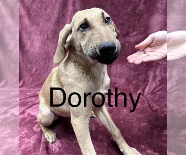 Medium Photo #1 Mutt Puppy For Sale in Anchorage, AK, USA