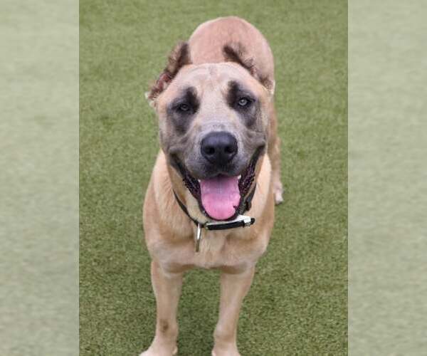 Medium Photo #1 Mastiff-Unknown Mix Puppy For Sale in Rockaway, NJ, USA