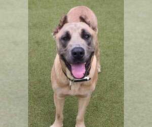 Mastiff-Unknown Mix Dogs for adoption in Rockaway, NJ, USA