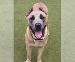 Small Mastiff Mix