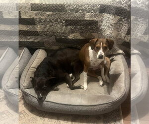 Poppy - Female Beagle-Unknown Mix Dog for Adoption - Photo #7