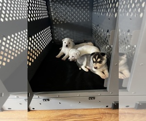 Siberian Husky-Swiss Shepherd Mix Puppy for sale in HAMPTON, VA, USA