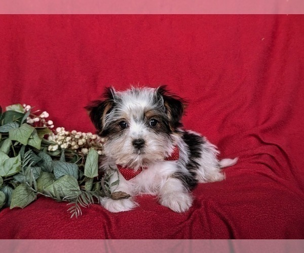 Medium Photo #3 Biewer Terrier-Maltese Mix Puppy For Sale in LEOLA, PA, USA