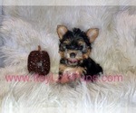 Small #6 Yorkshire Terrier