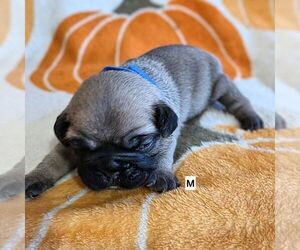 Medium Frenchie Pug