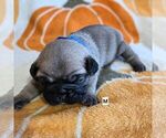 Puppy Rocco Frenchie Pug