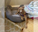 Small Photo #16 Mutt Puppy For Sale in Philadelphia, PA, USA