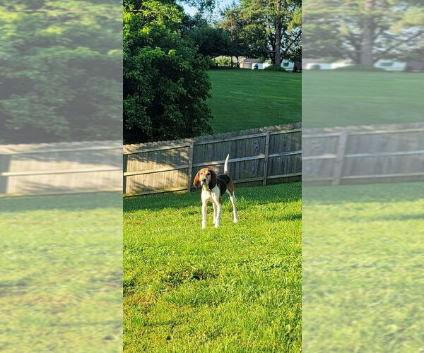 Medium Photo #3 Treeing Walker Coonhound Puppy For Sale in Aurora, IN, USA