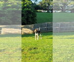 Small #2 Treeing Walker Coonhound