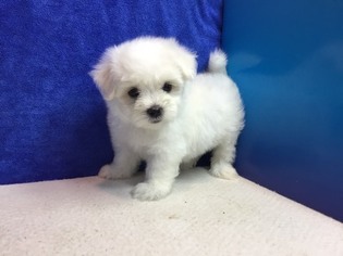 Maltese Puppy for sale in SEATTLE, WA, USA