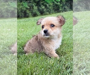 Chorkie Puppy for sale in FAIR HAVEN, MI, USA